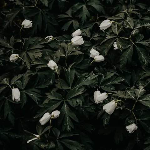 Late Bloomers: The Power of Patience in a World Obsessed with Early Achievement